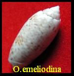 Oliva emeliodina, Duclos 1845 